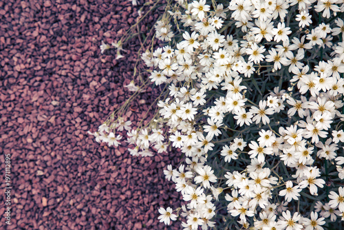 White Spring Flowers Growing On Purple Gravel Background