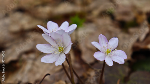 Foto Anemone hepatica ( Hepatica nobilis ) in the forest
Blooming noble liverworts (Hepatica nobilis) in the forest in early spring
