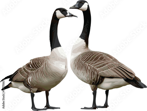 Canada goose vector illustration, realistic pair of geese standing facing each other isolated on white, waterfowl bird graphics for nature,