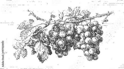Grapevine branch with ripe grape clusters and leaves vintage botanical illustration