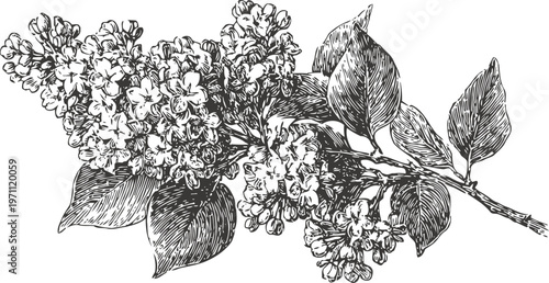 Detailed hand drawn lilac branch with blooming flowers and leaves sketch in vintage botanical