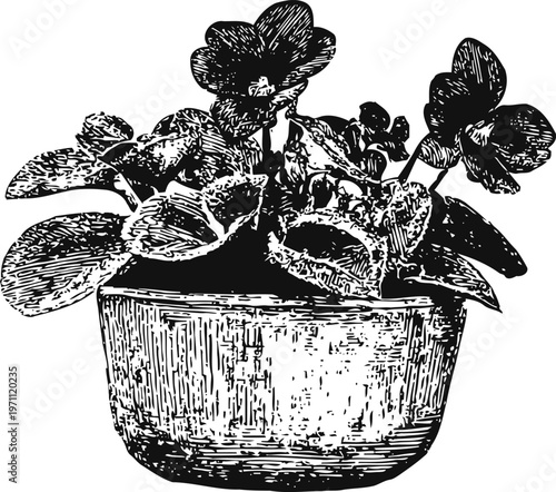 Potted flowering plant with lush leaves in a round container, vintage botanical illustration