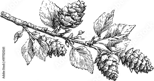 Detailed black and white illustration of a conifer branch with leaves and pine cones in vintage