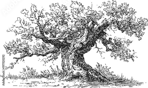 Ancient oak tree with gnarled branches and leafy canopy standing on grassy ground, vintage botanical illustration