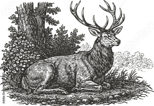 Elegant stag deer resting in forest clearing with detailed foliage and textured fur