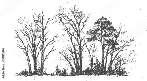 Silhouettes of leafless and leafy trees bare branches and shrubbery black and white nature illustration