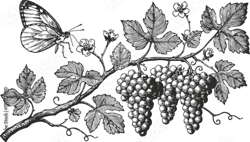 butterfly on grapevine branch with clusters of grapes and detailed leaves illustration