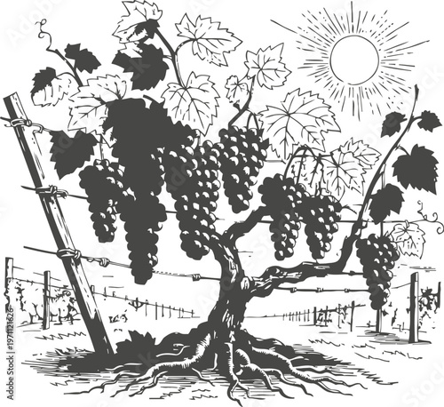 Grape vine with ripe grape clusters on a trellis under sun in vineyard landscape detailed black and white drawing