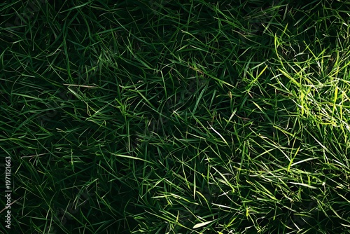 Lush Green Grass View From Above, Organic Lawn Texture, Summer Backyard Freshness and Landscaping