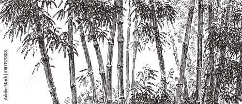 Black and white bamboo grove sketch detailed ink drawing of bamboo stalks and leaves in natural cluster