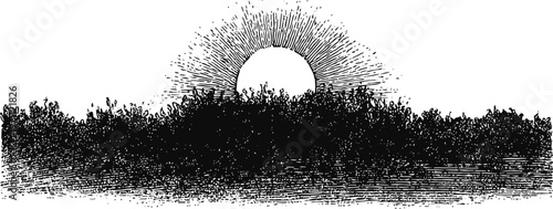 Black and white vintage sunrise illustration above textured forest silhouette with radiant sun rays