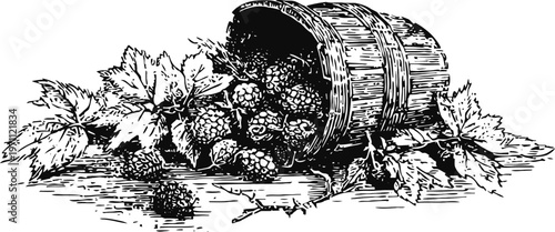 basket of fresh blackberries spilling out with leaves, vintage hand drawn fruit illustration