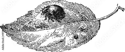 Vintage botanical illustration of beetle and leaf detailed black ink drawing natural history engraving