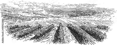 vintage vineyard landscape with rows of grapevines stretching across the countryside