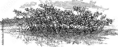Mangrove trees with exposed roots growing in shallow coastal waters, natural wetland ecosystem illustration