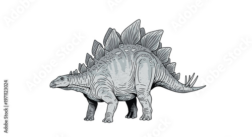 Detailed illustration of a stegosaurus dinosaur with its iconic back plates and spiked tail stands on a plain white background.