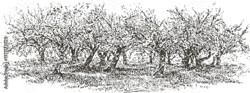 Old olive trees grove with twisted trunks and dense foliage in a natural rustic landscape