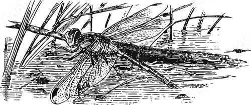 Vintage dragonfly illustration perched on grass by water with detailed wings and segmented body