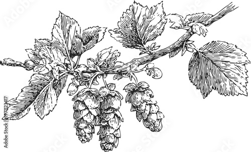Hop cones on a leafy branch botanical illustration of hop plant with detailed leaves and flowers