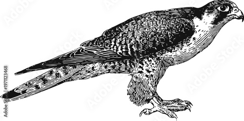 Black and white detailed illustration of a peregrine falcon standing sideways with sharp claws and keen eyes