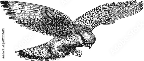 black and white detailed illustration of a hawk in mid flight with wings spread wide and sharp gaze
