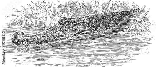 Detailed black and white engraving of a crocodile partially submerged in water with vegetation