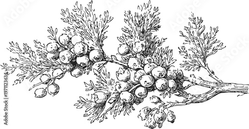 Detailed botanical illustration of juniper branch with berries and foliage in vintage
