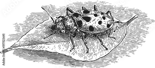 spotted beetle resting on a leaf detailed black and white engraving illustration