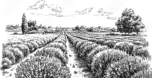 Lavender field landscape with plants growing in rows, rural countryside view, natural flora scenery