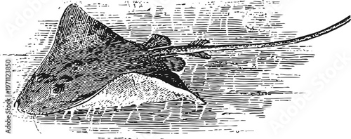 Vintage illustration of a spotted eagle ray swimming in the ocean with long tail and textured body
