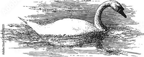 elegant swan swimming on calm water black and white vintage engraving illustration of a graceful waterfowl