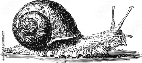 Detailed black and white vintage engraving of a garden snail crawling with textured shell and body