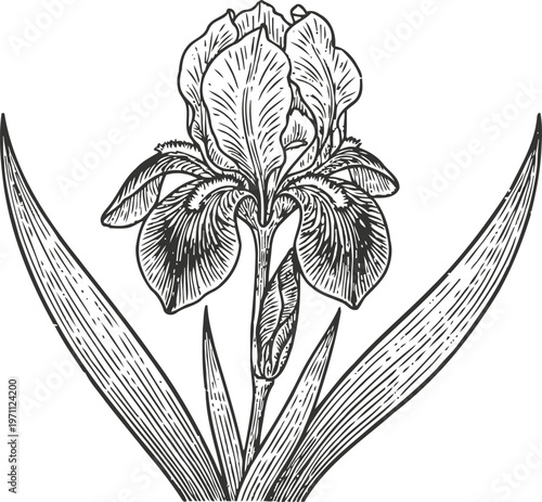 Detailed black and white iris flower illustration with long leaves, botanical vintage floral drawing