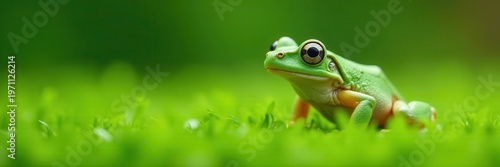 European tree frog on grass, vibrant green background, bright, environment