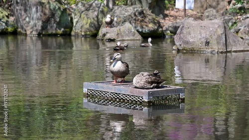 毛繕いをして池に飛び込むカルガモ