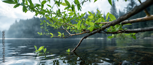 Lakeside Serenity A tranquil panorama unfolds as delicate green leaves gently dip into the pristine lake water. This image captures the serenity of nature's beauty, with the soft.