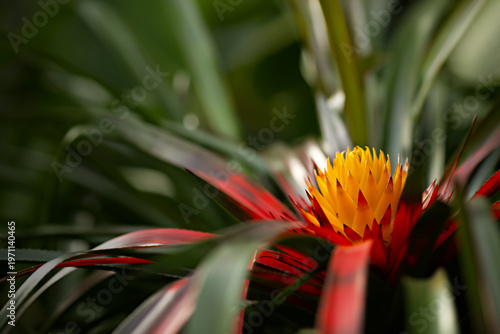 Guzmania conifera bromeliad plant with bright red and yellow tipped bracts. Tropical plant with a softly blurred background