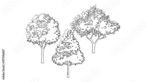 Sketched tree collection with three different species of leafy deciduous and forest plants.