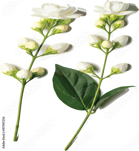 White jasmine flower stems with buds and green leaves vector illustration isolated on white background, elegant botanical floral design element