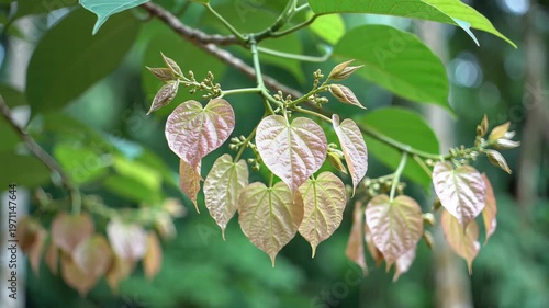 Closeup of Young Leaves on a Tree Branch in Natural Light.