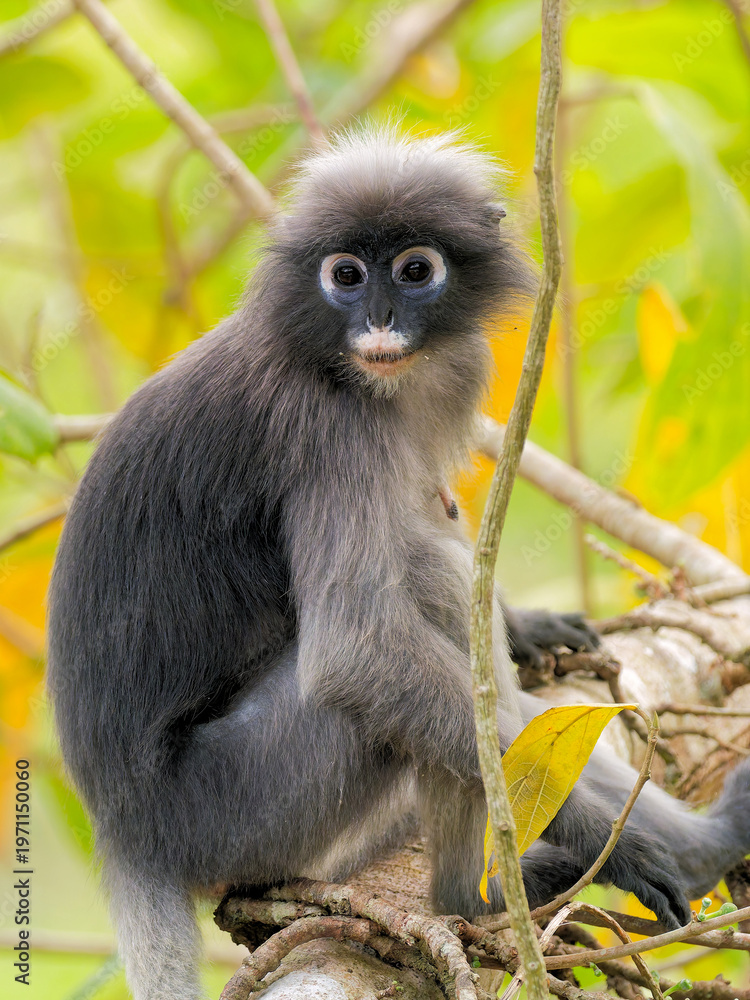 Obraz premium Südlicher Brillenlangur in Thailand