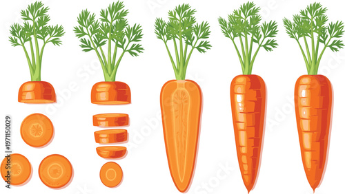 Carrot Vector Set Featuring Whole and Sliced Carrots with Tops for Food, Nutrition, and Healthy Eating Designs