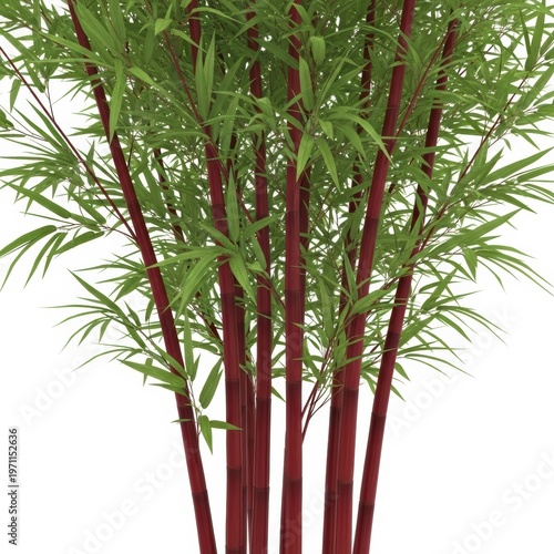 A close up view of several stalks of dark red bamboo plants with vibrant green leaves isolated isolated on white background