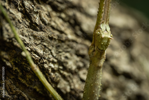 Close-up of a stick insect on tree bark.