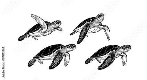turtle, turtles, sea, silhouette, black, marine, ocean, animal, wildlife, reptile, shell, flipper, swimming, aquatic, nature, underwater, set, collection, vector, illustration, design, isolated, white