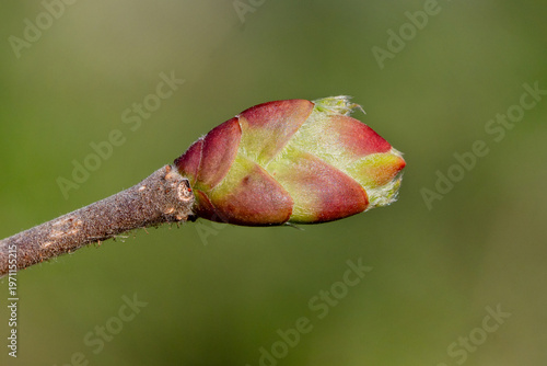 Close-up of a leaf bud of Hazelnut variety 