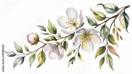 Elegant watercolor illustration of a blooming white floral branch with green leaves and a bud on a pristine white background delicate and natural design element
