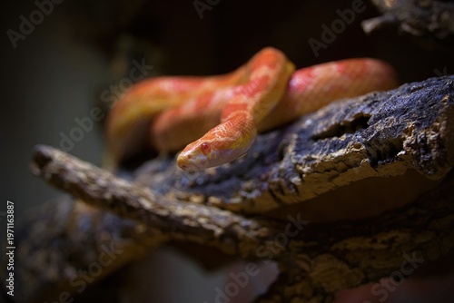Schilderij op canvas cornsnake