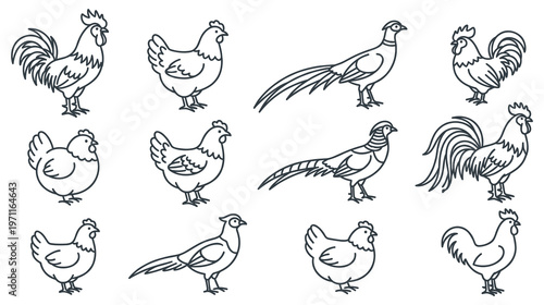 Collection of various domestic and wild birds in outline style illustrations.