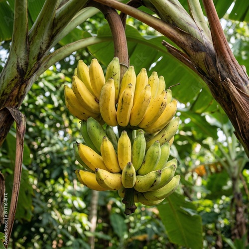 Fresh Banana Bunch Hanging on Stem in Natural Outdoor Light Tropical Agriculture Farm Produce Organic Fruit Photography